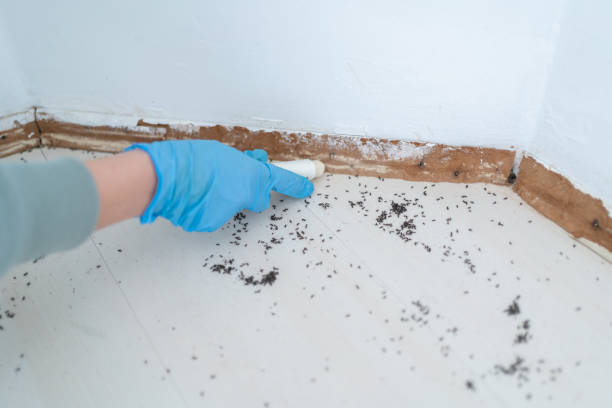 Best Pest Control for Restaurants  in Inglewood, CA